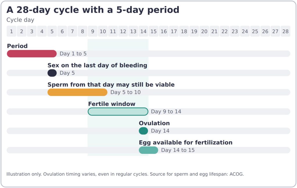 28-Day cycle