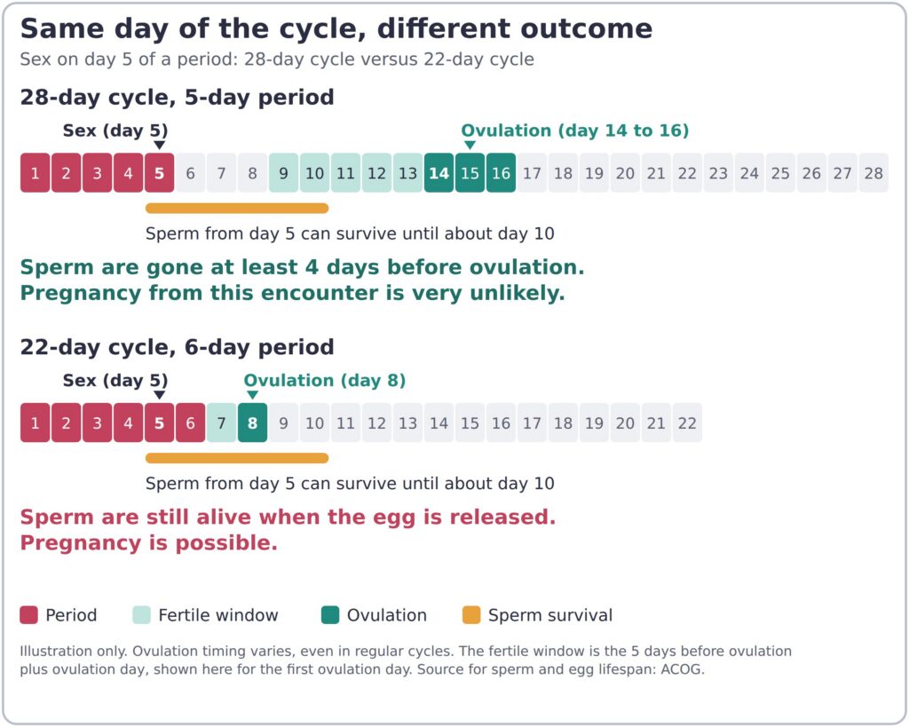 Period Cycles and Pregnancy